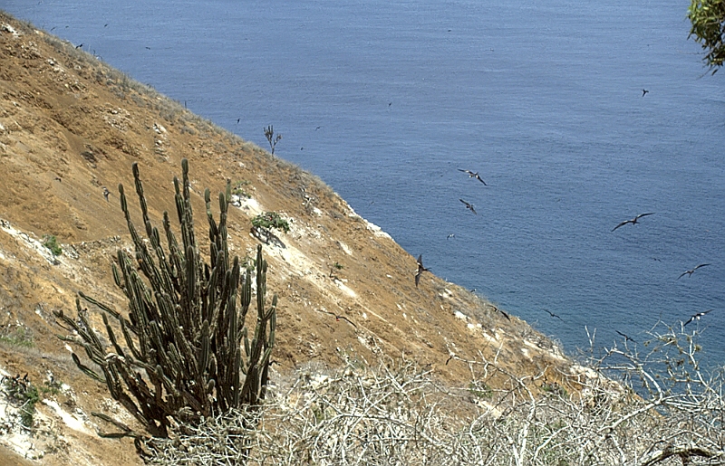 700_Fregatvogels op Isla de la Plata.jpg
